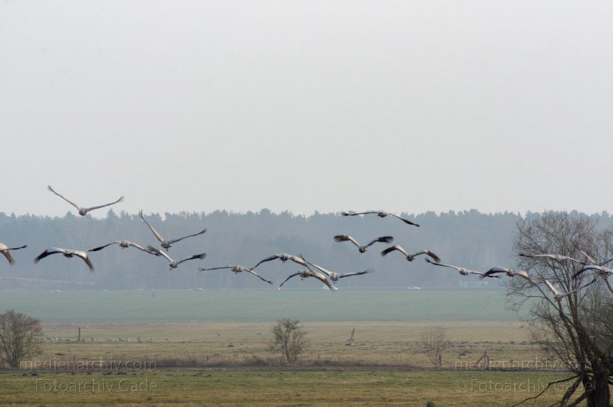 Brandenburg. Fliegende graue Kraniche
1. 3. 2014. Brandenburg.  Fliegende graue Kraniche über einem Feld bei Schwante.  (Grus grus)
Schlüsselwörter: Brandenburg;Fauna;Grus grus;Kraniche;Tiere;Vogel;2014;Vögel