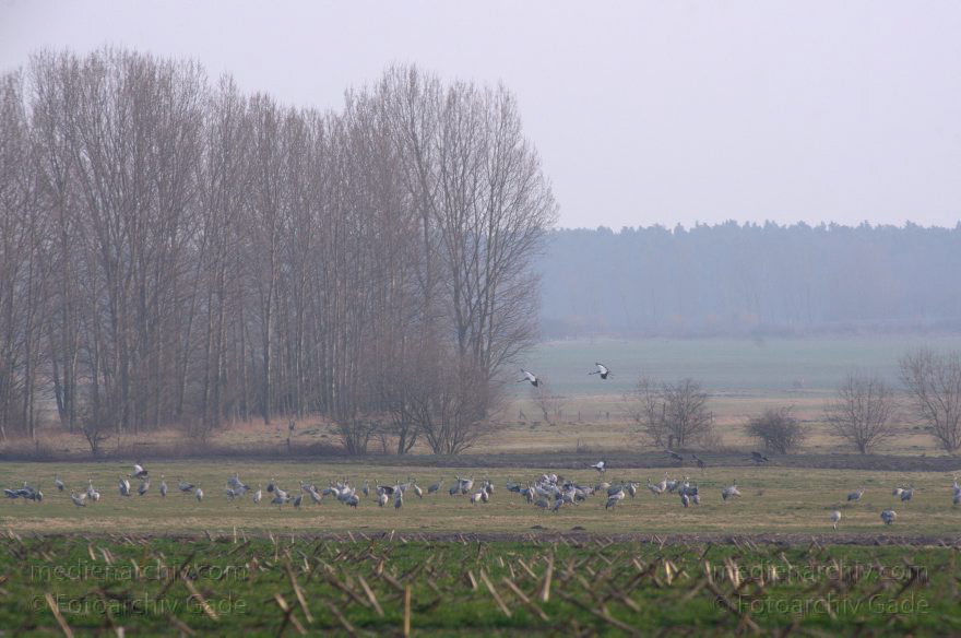 Brandenburg. Graue Kraniche auf einem Feld bei Schwante
1. 3. 2014. Brandenburg.  Graue Kraniche auf einem Feld bei Schwante.  (Grus grus)
Schlüsselwörter: Brandenburg;Fauna;Grus grus;Kraniche;Tiere;Vogel;2014;Vögel