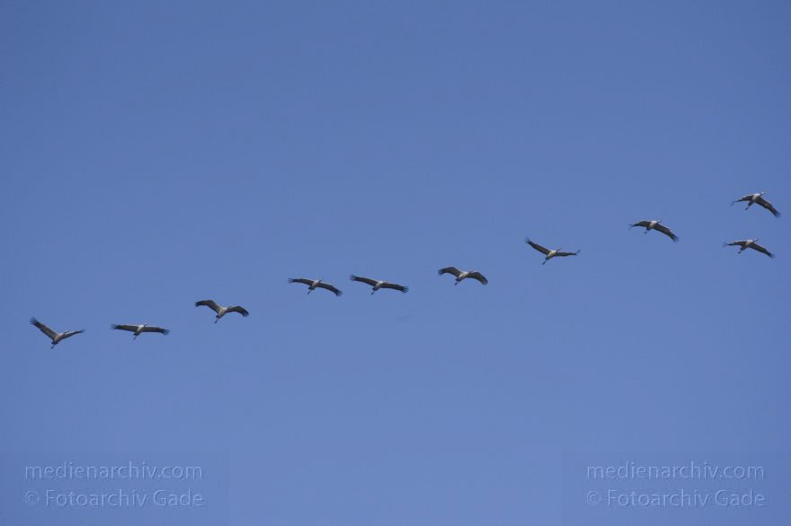 Fliegende Kraniche
2. 11. 2014. Brandenburg. Linum. Fauna. Vogel. Fliegende Kraniche (Grus grus)
Schlüsselwörter: 2014;Brandenburg;fliegen;Grus grus;Kraniche;Linum;Vogel;Zugvogel