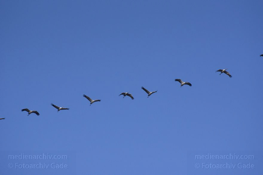 Fliegende Kraniche
2. 11. 2014. Brandenburg. Linum. Fauna. Vogel. Fliegende Kraniche (Grus grus)
Schlüsselwörter: 2014;Brandenburg;fliegen;Grus grus;Kraniche;Linum;Vogel;Zugvogel