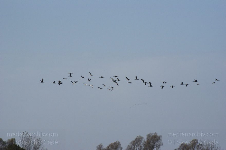 Fliegende Kraniche
2. 11. 2014. Brandenburg. Linum. Fauna. Vogel. Fliegende Kraniche (Grus grus)
Schlüsselwörter: 2014;Brandenburg;fliegen;Grus grus;Kraniche;Linum;Vogel;Zugvogel