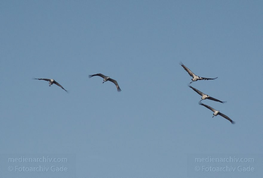 Fliegende Kraniche
2. 11. 2014. Brandenburg. Linum. Fauna. Vogel. Fliegende Kraniche (Grus grus)
Schlüsselwörter: 2014;Brandenburg;fliegen;Grus grus;Kraniche;Linum;Vogel;Zugvogel