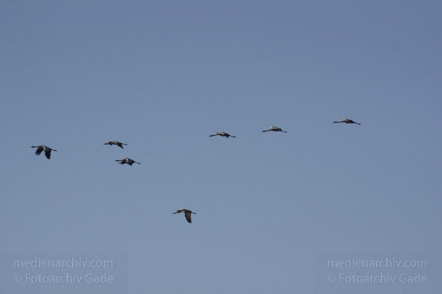 Fliegende Kraniche
2. 11. 2014. Brandenburg. Linum. Fauna. Vogel. Fliegende Kraniche (Grus grus)
Schlüsselwörter: 2014;Brandenburg;fliegen;Grus grus;Kraniche;Linum;Vogel;Zugvogel
