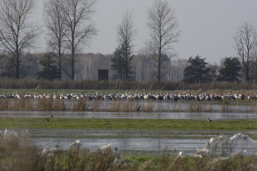 Kraniche bei Linum
2. 11. 2014. Brandenburg. Linum. Fauna. Vogel. Kranich (Grus grus)
Schlüsselwörter: 2014;Brandenburg;Grus grus;Kraniche;Linum;Vogel