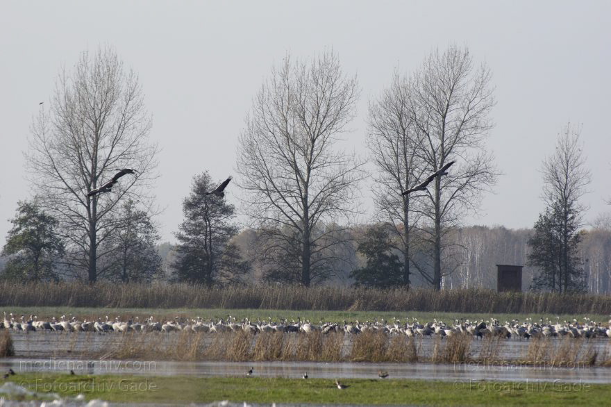 Kraniche bei Linum
2. 11. 2014. Brandenburg. Linum. Fauna. Vogel. Kranich (Grus grus)
Schlüsselwörter: 2014;Brandenburg;Grus grus;Kraniche;Linum;Vogel