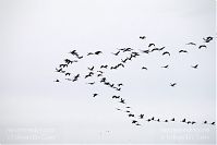 Vogel-Kraniche-20101107-68.jpg