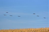 Vogel-Kraniche-20110820-084.jpg