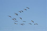 Vogel-Kraniche-20110820-089.jpg