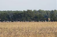 Vogel-Kraniche-20110820-101.jpg