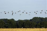 Vogel-Kraniche-20110820-109.jpg