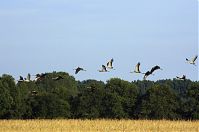 Vogel-Kraniche-20110820-112.jpg