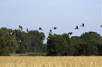 Vogel-Kraniche-20110820-113.jpg