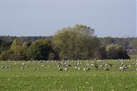 Vogel-Kraniche-20121104-133.jpg