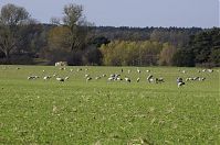 Vogel-Kraniche-20121104-134.jpg