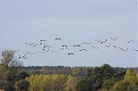 Vogel-Kraniche-20121104-144.jpg