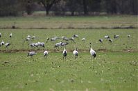 Vogel-Kraniche-20121105-061.jpg