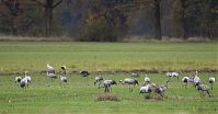 Vogel-Kraniche-20121105-072.jpg