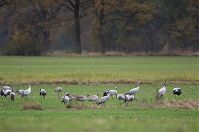 Vogel-Kraniche-20121105-082.jpg