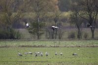 Vogel-Kraniche-20121105-086.jpg