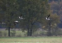 Vogel-Kraniche-20121105-088.jpg