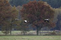 Vogel-Kraniche-20121105-089.jpg