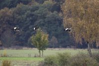 Vogel-Kraniche-20121105-090.jpg