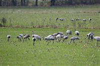 Vogel-Kraniche-20121105-094.jpg