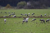 Vogel-Kraniche-20121105-096.jpg