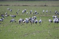 Vogel-Kraniche-20121105-104.jpg