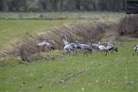 Vogel-Kraniche-20121105-107.jpg