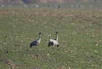 Vogel-Kraniche-20121113-100.jpg