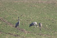 Vogel-Kraniche-20121113-101.jpg