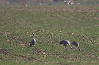 Vogel-Kraniche-20121113-103.jpg