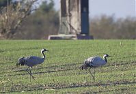 Vogel-Kraniche-20121113-104.jpg