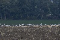 Vogel-Kraniche-20131002-101.jpg