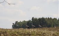 Vogel-Kraniche-20131002-114.jpg