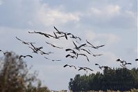 Vogel-Kraniche-20131002-115.jpg