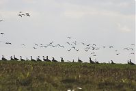 Vogel-Kraniche-20131002-121.jpg