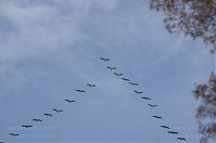 Vogel-Kraniche-20131019-179.jpg
