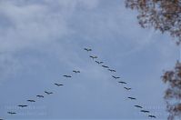 Vogel-Kraniche-20131019-179.jpg