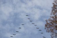 Vogel-Kraniche-20131019-180.jpg