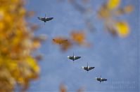 Vogel-Kraniche-20131019-185.jpg