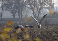 Vogel-Kraniche-20131114-011.jpg