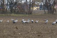 Vogel-Kraniche-20131114-018.jpg