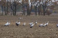 Vogel-Kraniche-20131114-019.jpg