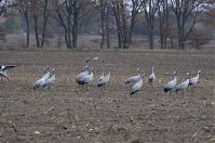 Vogel-Kraniche-20131114-021.jpg