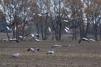 Vogel-Kraniche-20131114-023.jpg