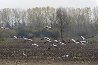 Vogel-Kraniche-20131114-024.jpg