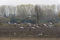 Vogel-Kraniche-20131114-024.jpg