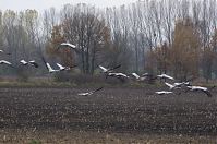 Vogel-Kraniche-20131114-025.jpg
